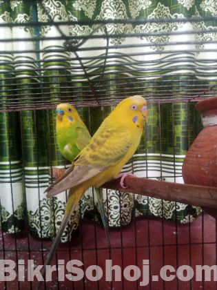বাজরিগার পাখি